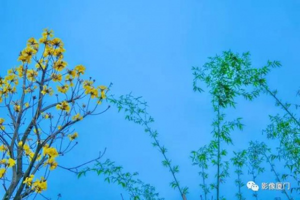 美爆了！廈門那片黃花風鈴木又來了……花期短，趕緊約！