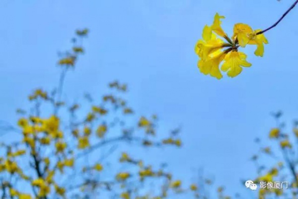 美爆了！廈門那片黃花風鈴木又來了……花期短，趕緊約！