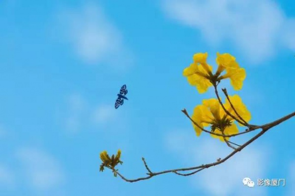 美爆了！廈門那片黃花風鈴木又來了……花期短，趕緊約！