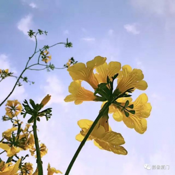 美爆了！廈門那片黃花風鈴木又來了……花期短，趕緊約！