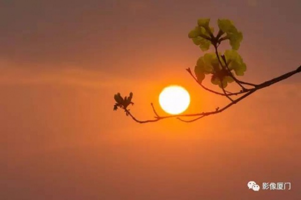 美爆了！廈門那片黃花風鈴木又來了……花期短，趕緊約！