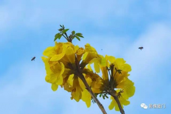 美爆了！廈門那片黃花風鈴木又來了……花期短，趕緊約！