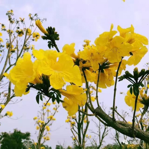 美爆了！廈門那片黃花風鈴木又來了……花期短，趕緊約！