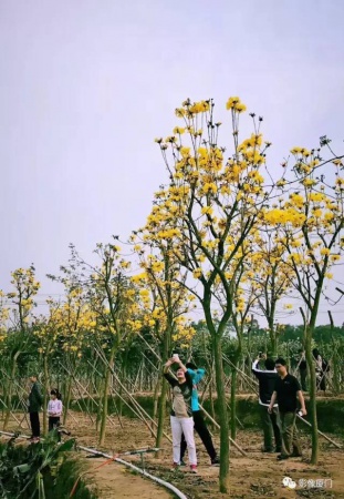 美爆了！廈門那片黃花風鈴木又來了……花期短，趕緊約！