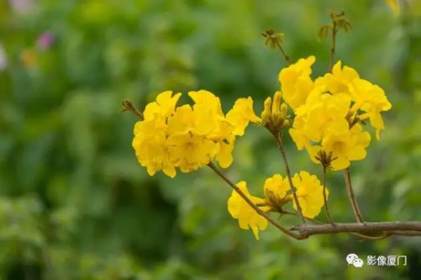 美爆了！廈門那片黃花風鈴木又來了……花期短，趕緊約！