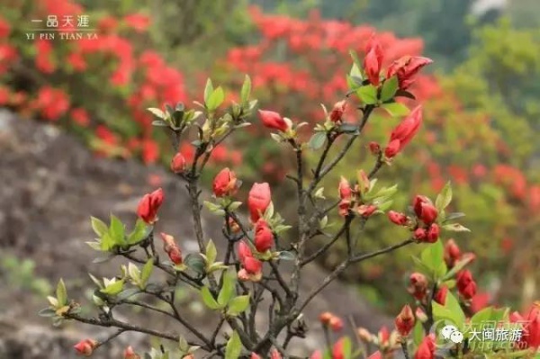 去玩|廈門云頂山火了！原因竟是因?yàn)橛成郊t又雙叒叕紅了...