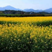 泉港小壩村油菜花