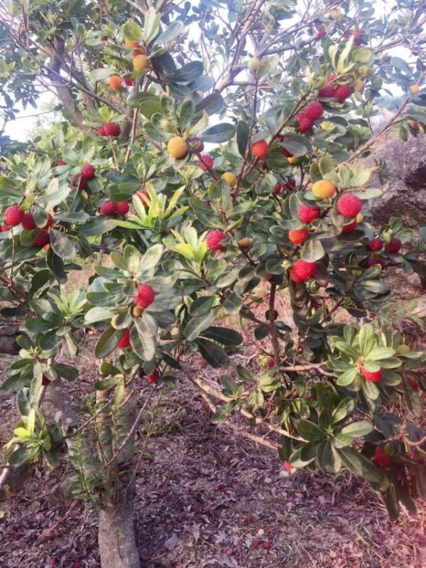 大牌福利|廈門人等了一整年，任吃任摘の龍海浮宮楊梅又雙叒來啦，比乒乓球還大，好吃到懷疑人生！