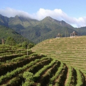 新羅云頂茶園