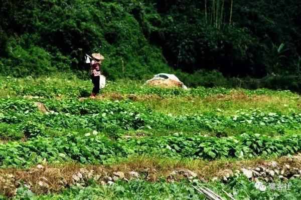 南安官橋曙光村（一）：向北，向北，直到那飄蕩著地瓜香的土地