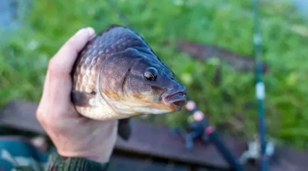 吃了這么多年魚，你可能不知道這6種魚最好不要吃