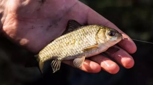 吃了這么多年魚，你可能不知道這6種魚最好不要吃