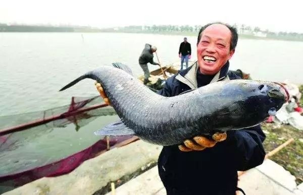 吃了這么多年魚，你可能不知道這6種魚最好不要吃